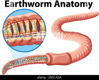 Abbildung des Regenwurm-Anatomiekonzepts Stock Vektor