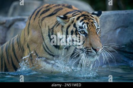 Der bengalische Tiger bewegt sich anmutig durch Wasser Stockfoto