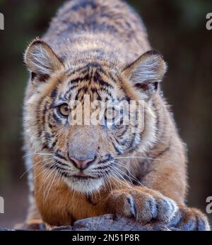 Der bengalische Tiger bewegt sich anmutig durch Wasser Stockfoto