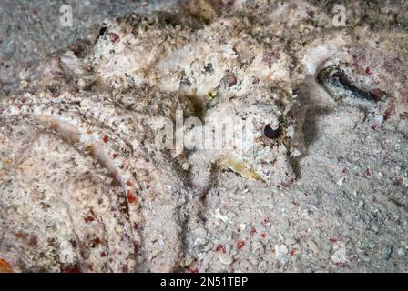 Riffsteinfisch, Sylancia verrucosa, getarnt im Sand, Paradise II Tauchplatz, Nachttauchgang, Sipadan Water Village House Reef, Mabul Island, nahe Sipa Stockfoto