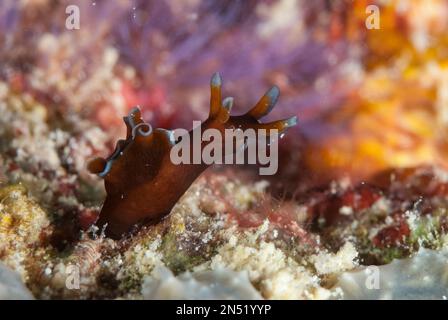 Sommersprossen-Seehare, Aplysia parvula, Sea Ventures Tauchplatz, Mabul Island, nahe Sipadan Island, Sabah, Malaysia, Celebes Sea Stockfoto