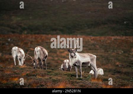 Eine malerische Aufnahme mehrerer eurasischer Tundra-Rentiere, die an einem Herbsttag auf einem Feld weiden Stockfoto