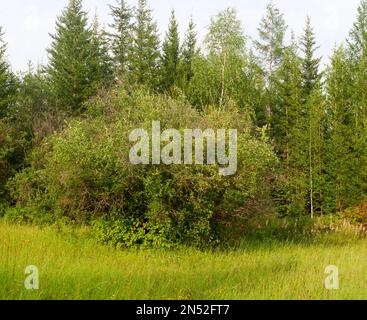 Im Herbst wächst in der Nähe des Waldes in der wilden Taiga des Nordens ein kleiner Busch. Stockfoto