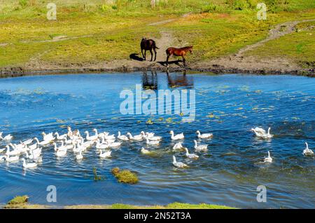 Weiße Hausgänse treiben auf einem kleinen Fluss in der Nähe des Wasserplatzes von zwei kleinen Pferden am Ufer. Stockfoto