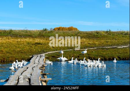 Viele weiße Hausgänse baden und schwimmen in einem kleinen Teich in der Nähe einer hölzernen Brücke vor dem Hintergrund von Bäumen und grünen Feldern. Stockfoto