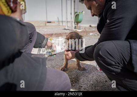 Hatay, Truthahn. 08. Februar 2023. Die Leute füttern einen durstigen Hund mit Wasser. Die Türkei erlebte das größte Erdbeben dieses Jahrhunderts in der Grenzregion zu Syrien. Das Erdbeben wurde in 7,7 Größenordnungen gemessen. Kredit: SOPA Images Limited/Alamy Live News Stockfoto