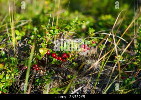 Erleuchtet von Sonnenlicht in einer Lichtung im nördlichen Wald von Yakutia inmitten des Grases wachsen wilde Cranberrys. Stockfoto