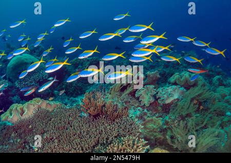 Gelb und Blaufack-Fusilier, schöner Fusilier, Blau und Gold-Fusilier, oder Gelbschwanz-Fusilier, Caesio teres, Wetar Island, Alor, Indonesien, Banda Stockfoto