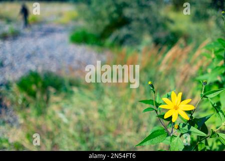 Die Silhouette eines unscharfen Mannes geht bis zum Rand des Rahmens mit der gelben Blume der Pflanze Jerusalem Artischocke. Stockfoto