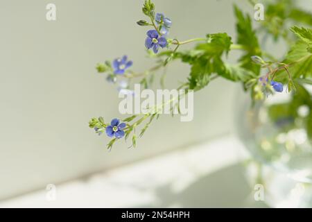 Nahaufnahme der Blüten von blauem Flachs. Eine zarte, hellviolette Wildblume mit selektivem Fokus. Makrofotografie des Blumensommers. Authentische stimmungsvolle Natura Stockfoto