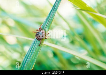 Enzephalitis Tick Insekt kriecht auf grünem Gras. Enzephalitis Virus oder Lyme-Borreliose Infektiöse Dermacentor Tick Arachnid Parasit Makro. Stockfoto