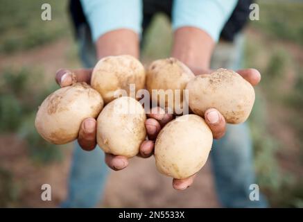 Schwarzer Mann, Hände oder Kartoffelernte in landwirtschaftlichen Betrieben, auf landwirtschaftlichen Feldern oder in der Natur auf dem Land im Export-Logistikverkauf. Zoom, Farmer oder Stockfoto