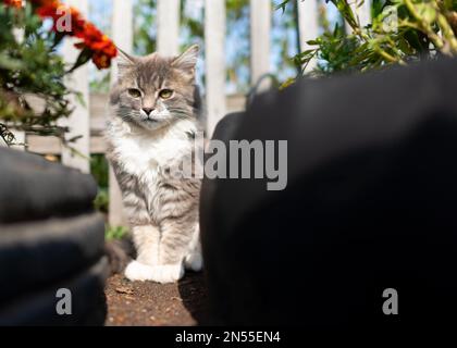 Eine junge Katze sieht zu, wie sie im Sommer hinter einem Dorfzaun zwischen Blumenbeeten aus Reifen sitzt. Stockfoto