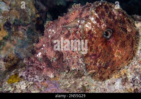 Stumpfes Ende Sea Hare, Dolabella auricularia, Nachttauchgang, Cuts & Grottos Tauchplatz, Tutuntute, nahe Uhak Dorf, Wetar Insel, nahe Alor, Indonesien, Ban Stockfoto