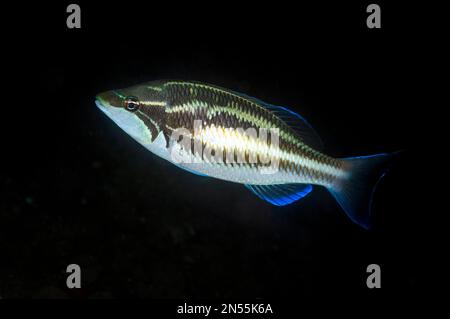 Dreistreifenschwanz, Pentapodus trivittatus, Pier Tauchplatz, Ambon, Maluku, Indonesien, Banda Meer, Pazifischer Ozean Stockfoto