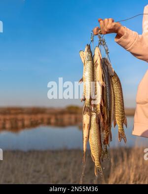 Die Hand des Mädchens harter Angler hält viele der Fischpike hängen Fish Stringer auf dem Hintergrund des Sees auf dem Feld, indem er Fang zeigt. Stockfoto