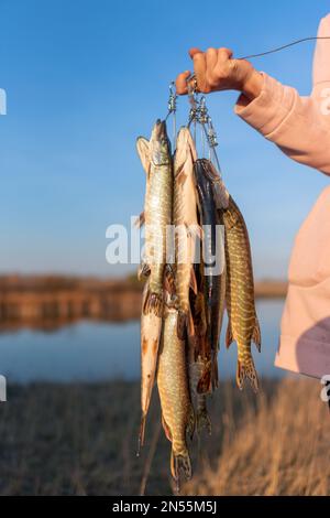 Die Hand des Mädchens harter Angler hält viele der Fischpike hängend Fish Stringer auf dem Hintergrund des Flussufers auf dem Feld, der den Fang zeigt. Stockfoto