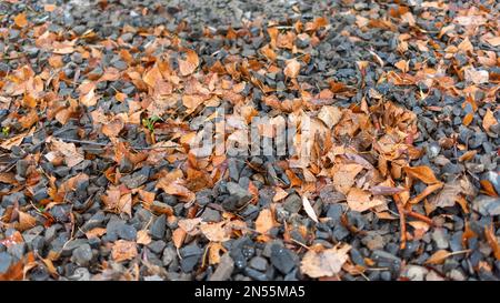 Weißer Schnee fiel auf die Trümmersteine mit gelben Herbstblättern. Natürlicher Hintergrund. Stockfoto