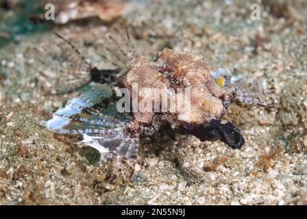 Little dragonfish, Eurypegasus draconis, alias Short dragonfish oder pegasus Seamoth, Rhino City Dive Site, Ambon, Maluku, Indonesien, Banda Sea, Indo-Paci Stockfoto