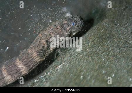 Meeresfeile Schlange, Acrochordus granulatus, auf schwarzem Sand, Nachttauchgang, Bethlehem Tauchplatz, Poopoh, Manado, Sulawesi, Indonesien, Pazifischer Ozean Stockfoto