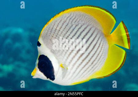 Panda Butterflyfish, Chaetodon adiergastos, Jemeluk Bay Gallery Tauchplatz, Amed, Bali, Indonesien, Indischer Ozean Stockfoto