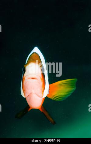 Clark's Anemonefish, Amphiprion clarkii, Jemeluk Bay Gallery Tauchplatz, Amed, Bali, Indonesien, Indischer Ozean Stockfoto