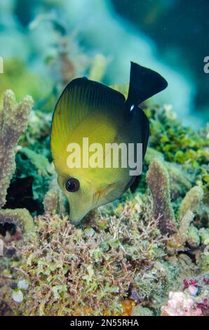 Reisig Tang, Zebrasoma Scopas, Laha Tauchplatz, Ambon, Maluku, Indonesien, Banda See Stockfoto