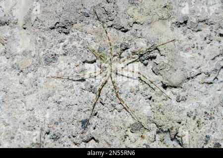 Baumstamm Spinne, Hersiliidae Familie, getarnt an der Wand, Klungkung, Bali, Indonesien Stockfoto
