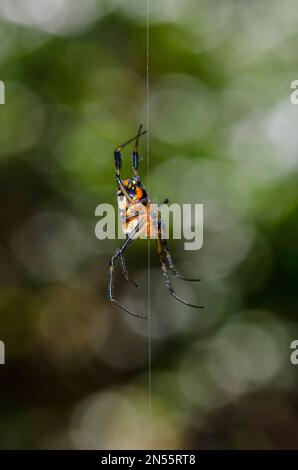 Birnenförmige Leukauge-Spinne, Opadometa fastigata, hängend am Faden, Klungkung, Bali, Indonesien Stockfoto