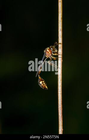 Mimic Hoverfly, Allobaccha sp, imitiert eine dünntaillierte Sphecidenwespe, Klungkung, Bali, Indonesien Stockfoto