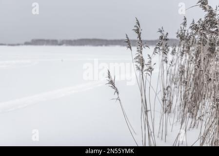 Trockenes Schilf unter dem Schnee wächst im Winter vor dem Hintergrund des Sees mit Spuren auf dem Eis und Bäumen am Ufer. Stockfoto
