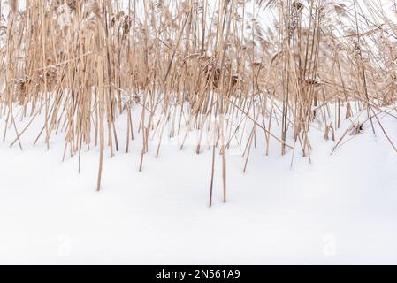 Leuchtend gelbe trockene Stiele und dichte Blüten von kleinem Grasschilf wachsen im Winter aus weißem Schnee auf dem See in der Kälte. Stockfoto