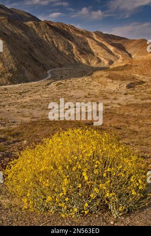 Im Frühling blüht der Brittlebush im Darwin Canyon in der Nähe von Panamint Valley, Death Valley National Park, Kalifornien, USA Stockfoto