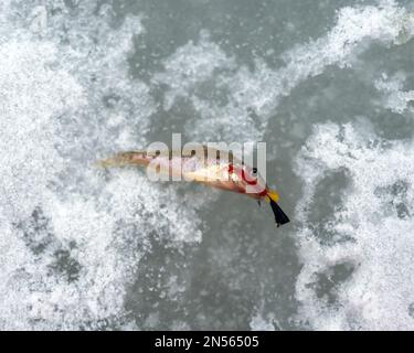 Eine kleine Fischruhe, gefangen im Winter von einem Fischer, liegt auf dem Schnee mit einem Köder im Mund und einem Wurm. Stockfoto