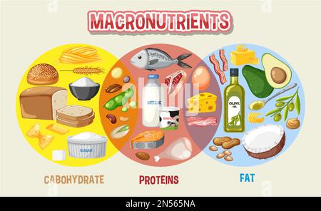 Main food groups macronutrients vector illustration Stock Vektor