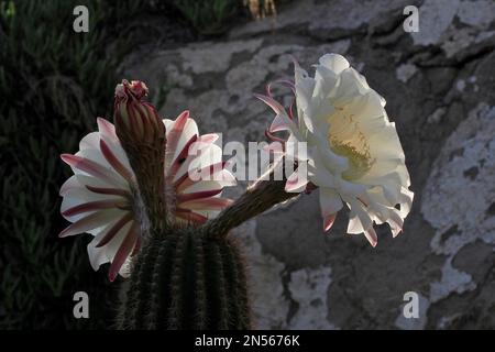 Blühende Königin der Nacht (Selenicereus grandiflorus), Kaktus (cactaceae) Blume, Knospen, Blume, Gattung Selenicereus, Familie Stockfoto