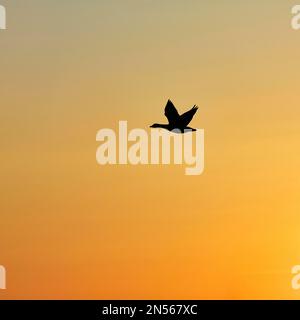 Silhouette einer fliegenden Gans am Abendhimmel, Steinhude, Steinhuder Meer, Niedersachsen, Deutschland Stockfoto