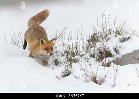 Rotfuchs (Vulpes vulpes), hüpfend, in einer monochromen nebligen Winterlandschaft, Nationalpark, Sumava, Tschechische Republik Stockfoto