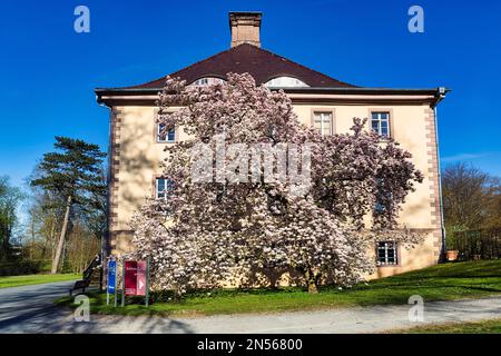 Magnolienbaum (Magnolia x soulangiana), Tulpenmagnolie vor Schloss Schieder, Schlosspark, Schieder-Schwalenberg, Teutoburger Waldei Stockfoto