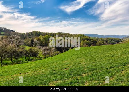 Blühende Kirschbäume in hügeliger Landschaft, sonniges Frühlingswetter, Ruehler Schweiz, Bodenwerder, Naturpark Solling-Vogler, Weserbergland, Lower Stockfoto