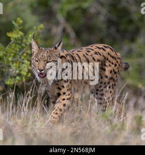 Pardelluchs, Iberischer Luchs (Lynx pardinus), Erwachsene Frau, die durch eine Wiese geht, Provinz Toledo, Kastilien, La Mancha, Spanien Stockfoto