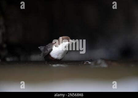 Weißer Dipper (Cinclus cinclus), Erwachsener, ausgewachsener Vogel, auf einem Stein in einem niedrigen Bergbach mit Steinfliegen (Plecoptera), Uferfliegen im Schnabel Stockfoto