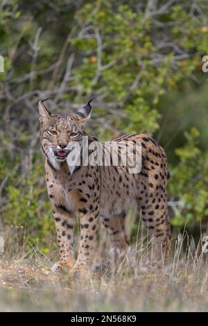 Iberischer Luchs (Lynx pardinus), Erwachsene Frau, die sicher auf einer Wiese steht, Provinz Toledo, Kastilien, La Mancha, Spanien Stockfoto