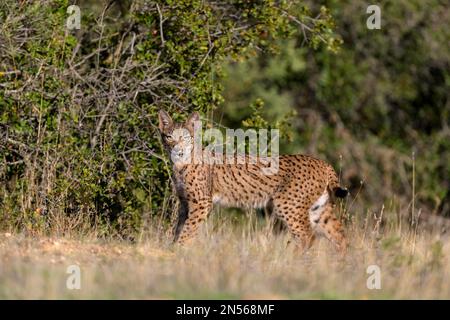 Pardelluchs, Iberischer Luchs (Lynx pardinus), junger Mann auf einer Wiese, Provinz Toledo, Kastilien, La Mancha, Spanien Stockfoto