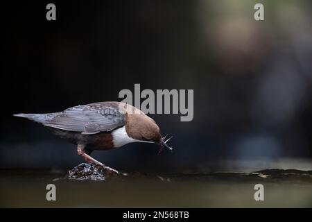 Weißer Dipper (Cinclus cinclus), Erwachsener auf Stein in einem Bach, der in flaches Wasser schaut, Essen in Schnabelsteinfliegen (Plecoptera), Bank fliegt rein Stockfoto