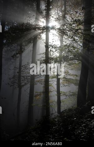 Der Wald wurde von der Morgensonne im leichten Nebel überflutet Stockfoto