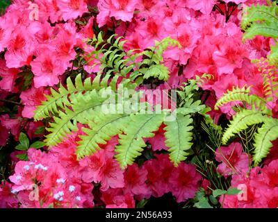 Ivy bei Azalea-Blüte, Efeu (Hedera helix) Stockfoto