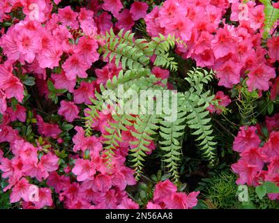 Ivy bei Azalea-Blüte, Efeu (Hedera helix) Stockfoto