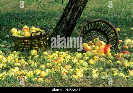 Apfelernte im Herbst, gefallene Obstwiesen mit Körben Stockfoto