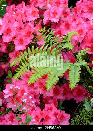 Ivy bei Azalea-Blüte, Efeu (Hedera helix) Stockfoto